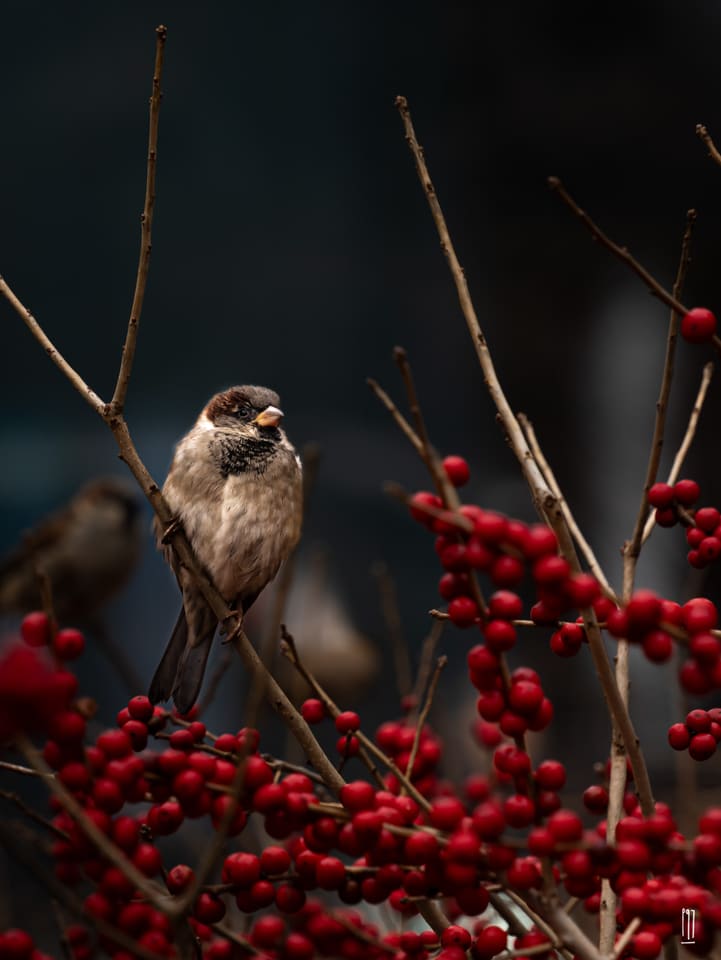 birds