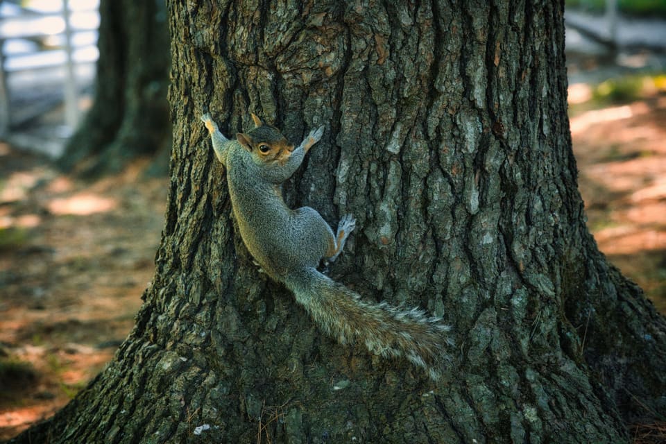 Squirrels