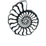 Ammonite category