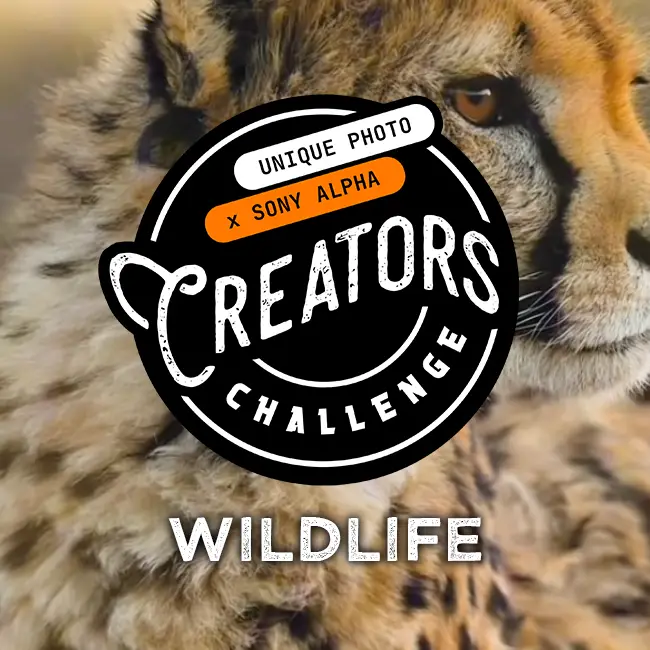 Sony Creators Challenge - Wildlife