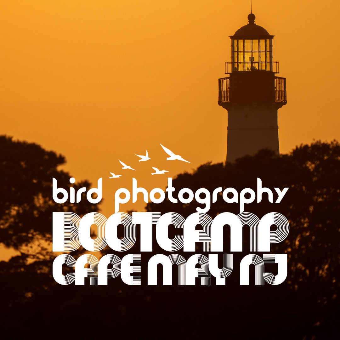 Bird Photography Bootcamp 2025