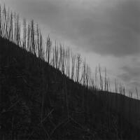 No Fences - Mark McLennan 1