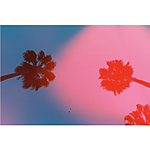 dubblefilm Solar ISO 200 35mm 36exp C-41 1