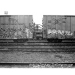 Film Photography Project FPP Wolfman 120 Black and White Film 100 ISO 2