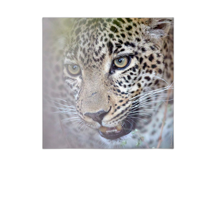 Hahnemuehle Bamboo 290 8.5x11 (25 Sheets)
