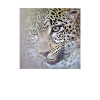 Hahnemuehle Bamboo 290 gsm 17x22 25 Sheets 0