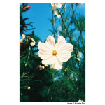 Harman Photo Phoenix ISO 200 C41 Color Negative Film (35mm, 36 Exposures) 3