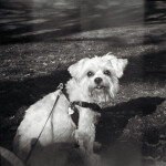 Lomography LomoMod No.1 Cardboard DIY 120 Camera w/Sutton Lens 3