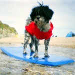 Lomography La Sardina Acapulco Camera with Flash 9