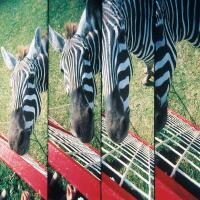 Lomography Lomo Instant and Lenses - GONGKAN Edition 5