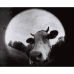 Lomography Orca 110 Black and White Single Pack 4