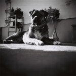 Lomography Earl Grey 100/120 3 Pcs 2