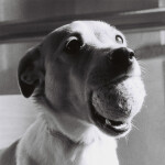 Lomography - Berlin Kino 120 400 ISO Black and White Film 3