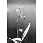 Lomography Black and White ISO 13 35mm Babylon Kino Film 2