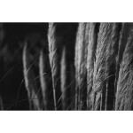 Lomography Black and White ISO 13 35mm Babylon Kino Film 5