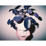 Lomography LomoChrome Purple 110 Single Pack 5