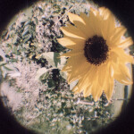 Lomography LomoChrome 2021 Metropolis Color Neg 110 Cartridge 24 Exposures 2