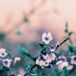 2021 LomoChrome Turquoise 35 mm ISO 100-400 2