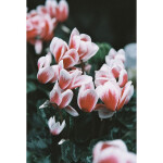 Lomography LomoChrome Color 1992 35mm ISO 400 4