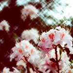 Lomography Daguerreotype Achromat 64mm f/2.9 Lens for Nikon F (Black) 5