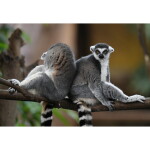 Nikon NIKKOR Z 600mm f/4 TC VR S Lens 13