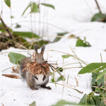 Nikon NIKKOR Z 180-600mm f/5.6-6.3 VR Lens 6