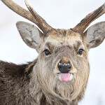 Nikon NIKKOR Z 180-600mm f/5.6-6.3 VR Lens 7