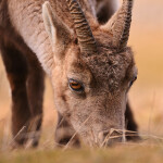 Nikon NIKKOR Z 180-600mm f/5.6-6.3 VR Lens 8