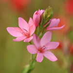 Nikon NIKKOR Z 70-180mm f/2.8 Lens 6