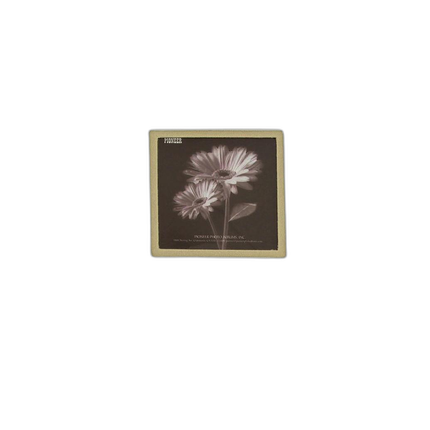 Pioneer 4 x 6 In. Embroidered Scroll Frame Photo Album (200 Photos) - Ivory