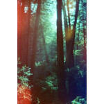 Psychedelic Blues 400 3 35mm x 24 exp. - Light Leaks 1