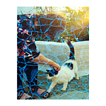 Revolog Plexus Iso 200 35mm x 36exp Special Effect Color Film 2