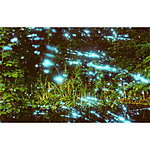 Revolog Kosmos Iso 200 35mm x 36exp Special Effect Color Film 1