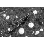 Revolog Snovlox ISO 100 35mm x 36exp Special Effect Black and White Film 3