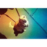 Revolog Kolor ISO 400 35mm x 36exp Special Effect Color Film 2