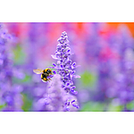 Sigma 105mm F2.8 Art DG DN Macro Lens (L-Mount) 5