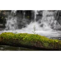 Sigma 28-105MM F2.8 DG DN ART for L Mount 1