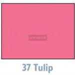 Savage Background 53x36 Tulip 0