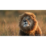 Sony FE 600mm F4.0 GM OSS Lens 16