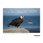Tamron A067 50-400mm f/4.5-6.3 Di III VC VXD Lens (Sony E) 8
