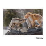 Tamron A067 50-400mm f/4.5-6.3 Di III VC VXD Lens (Sony E) 11