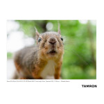 Tamron A067 50-400mm f/4.5-6.3 Di III VC VXD Lens (Sony E) 12