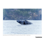 Tamron A067 50-400mm f/4.5-6.3 Di III VC VXD Lens (Sony E) 13