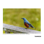 Tamron A067 50-400mm f/4.5-6.3 Di III VC VXD Lens (Sony E) 14