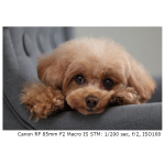 Used Canon EOS R10 Mirrorless Camera (Body Only) - Excellent 6