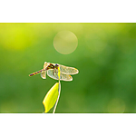 Used Sigma 105mm F2.8 Art DG DN Macro Lens (L-Mount) - Excellent 6