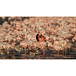 Used Sony FE 200-600mm F5.6-6.3 G OSS Lens - Excellent 14