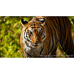 Used Sony FE 200-600mm F5.6-6.3 G OSS Lens - Excellent 15