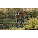 Used Sony FE 200-600mm F5.6-6.3 G OSS Lens - Excellent 17