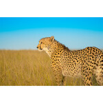 Used Tamron SP 70-200mm f/2.8 Di VC USD G2 Lens for Canon EF - Fair 13